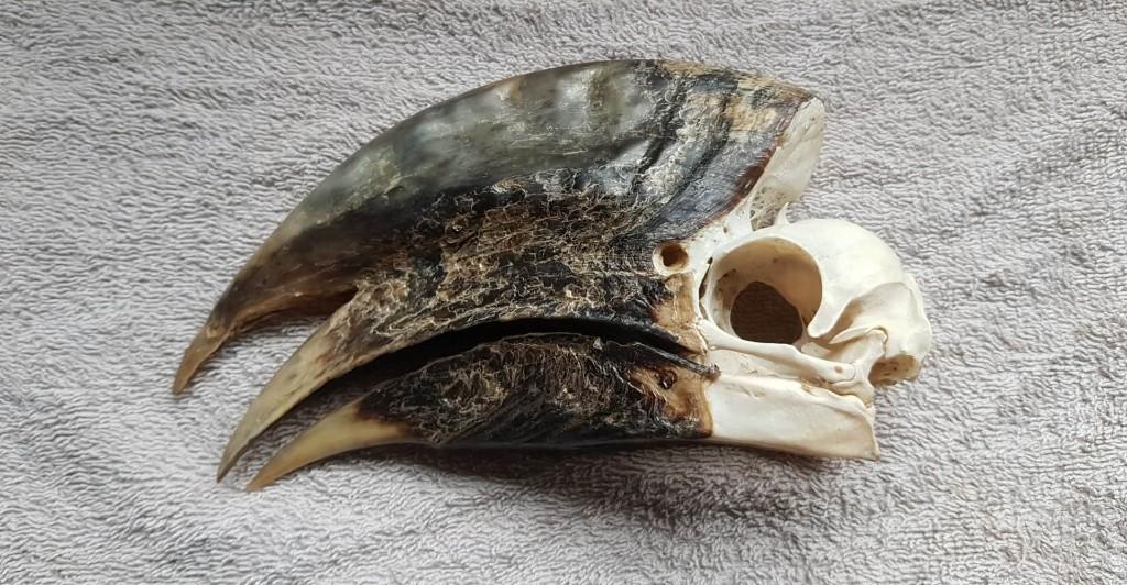 schedels vogels, Verzamelen, Ophalen of Verzenden, Gebruikt, Vogel