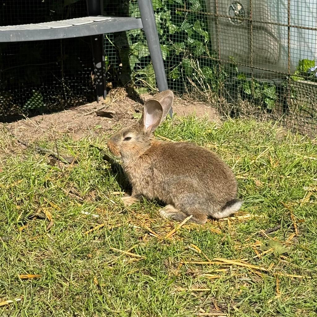 Vlaamse reus rammelaar, Dieren en Toebehoren, Mannelijk