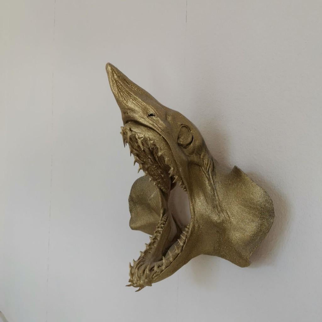 Tête de requin - Requin mako (Isurus oxyrinchus) -Curiosités, Enlèvement