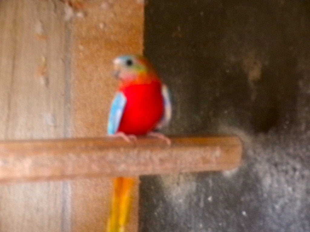 turquoisine, Dieren en Toebehoren, Meerdere dieren, Parkiet, Geringd