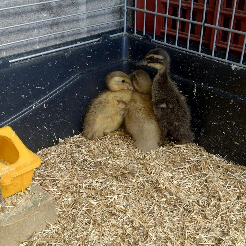 Indische loopeenden kuikens, Dieren en Toebehoren, Pluimvee, Geslacht onbekend, Eend
