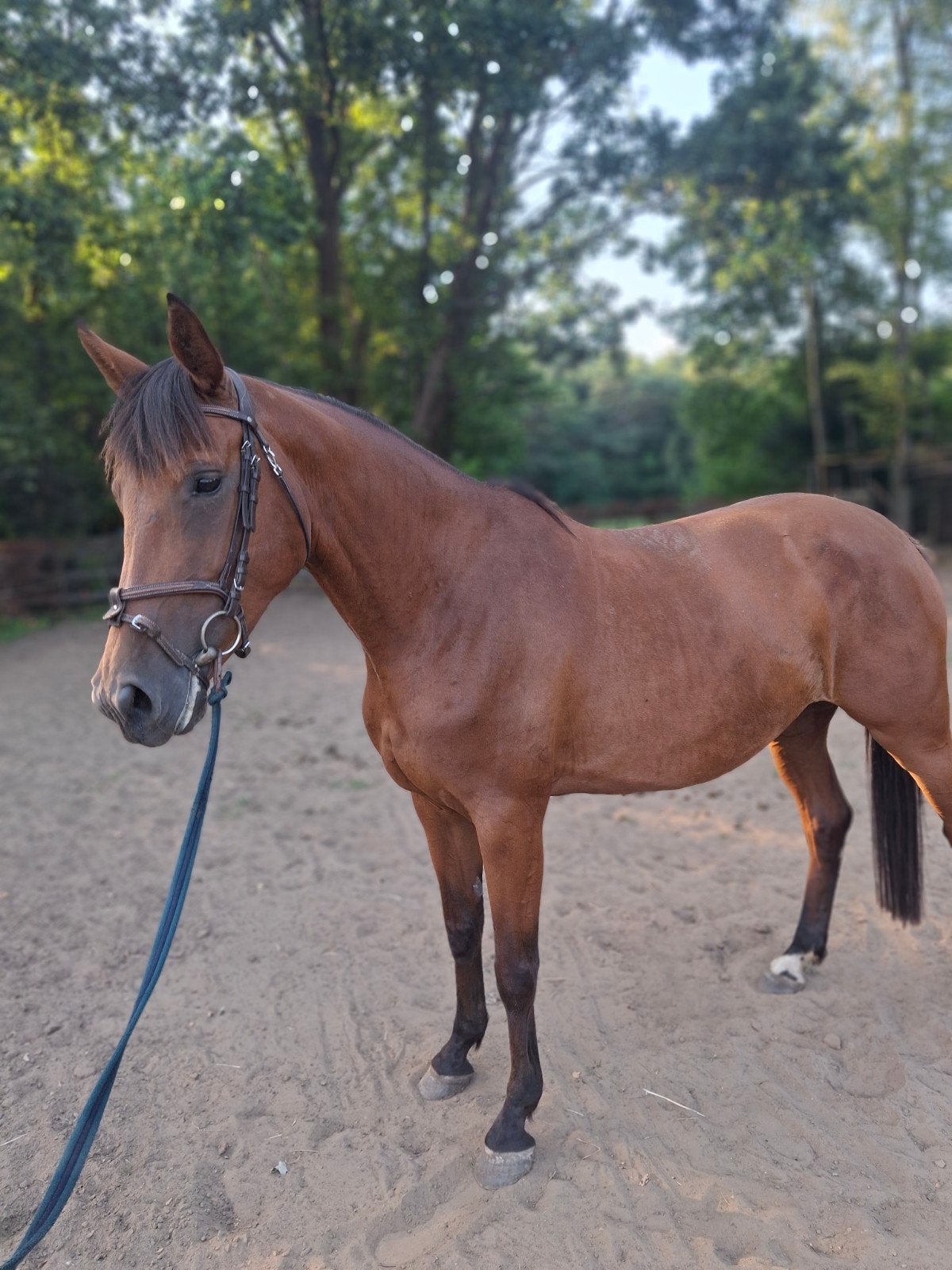 Zangersheide merie, Dieren en Toebehoren, Paarden, Z