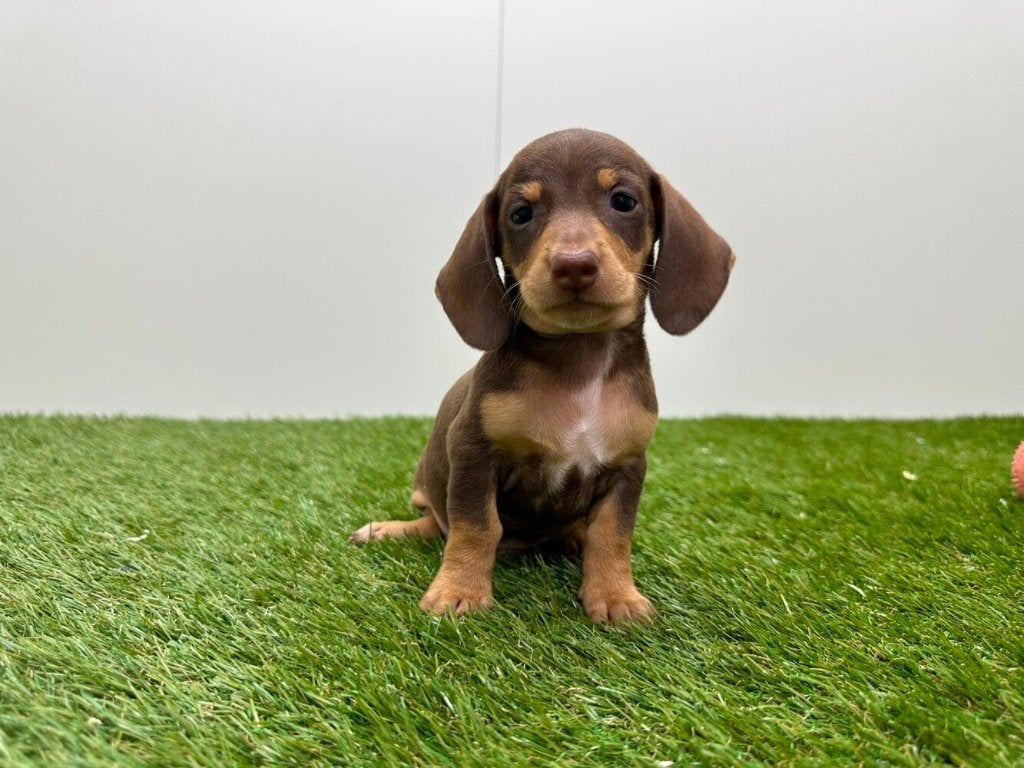 Portée de chiots Teckel Nains, Poils courts, Plusieurs, Nain, Hépatite contagieuse (maladie de Rubarth)