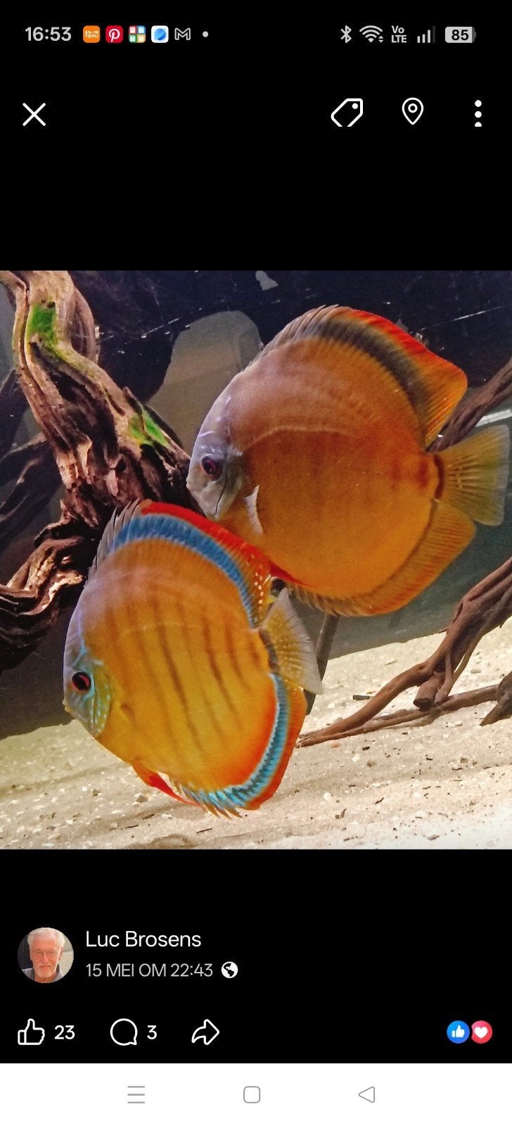 Beau couple reproducteur, discus San Merah de qualité except, Animaux & Accessoires