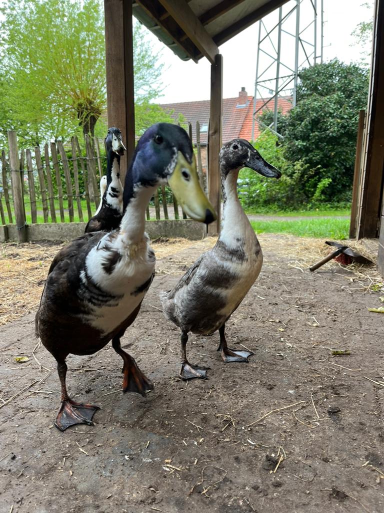 Indische loopeend (woerd), Dieren en Toebehoren, Pluimvee, Mannelijk, Eend