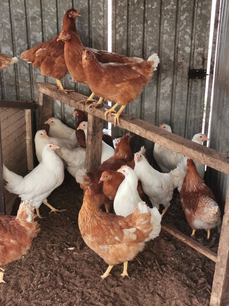 witte leghorn