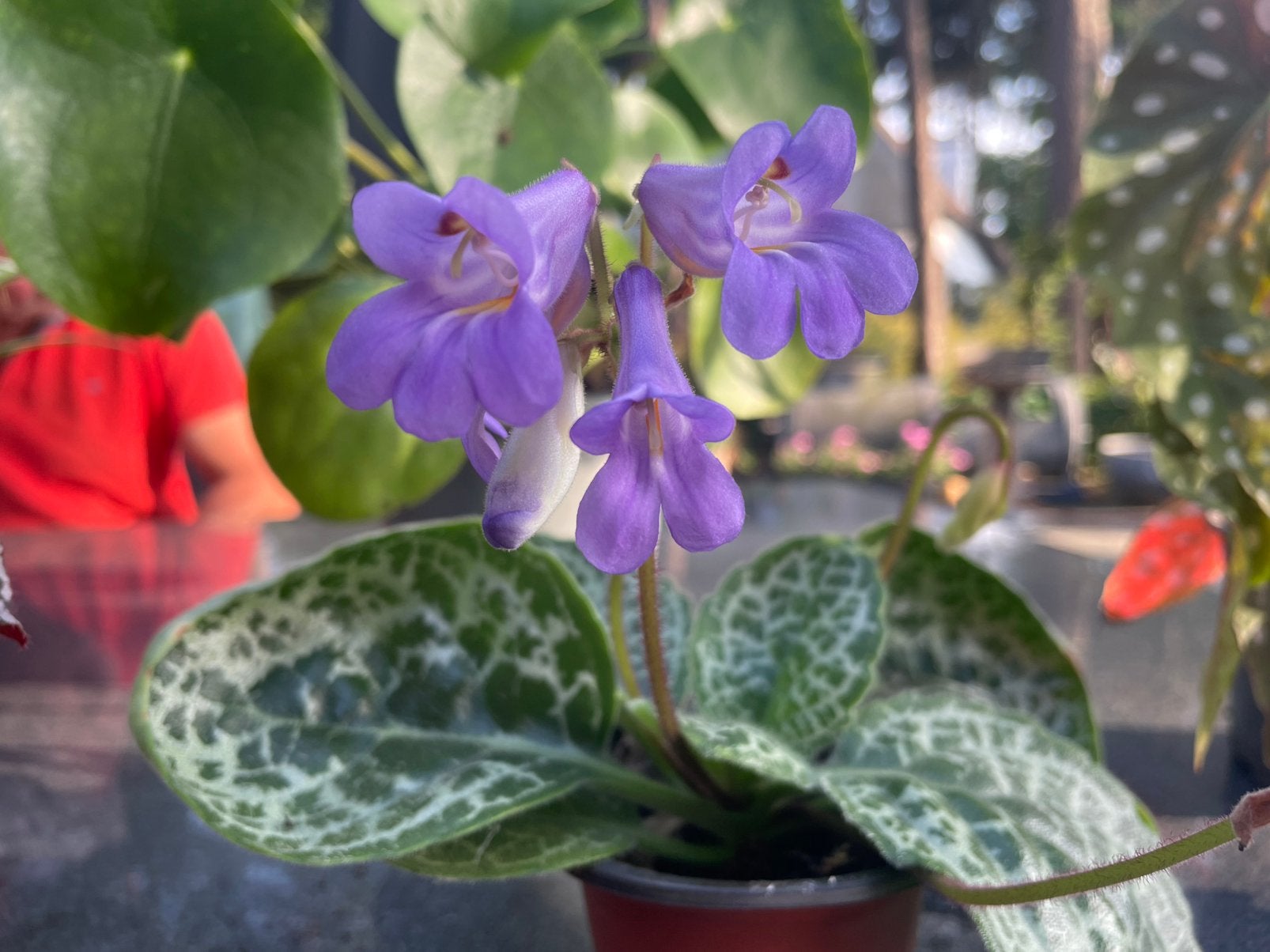 30 ème Streptocarpus, Maison & Meubles, Plantes d'intérieur, Enlèvement