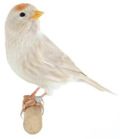 barmsijs pop, Dieren en Toebehoren