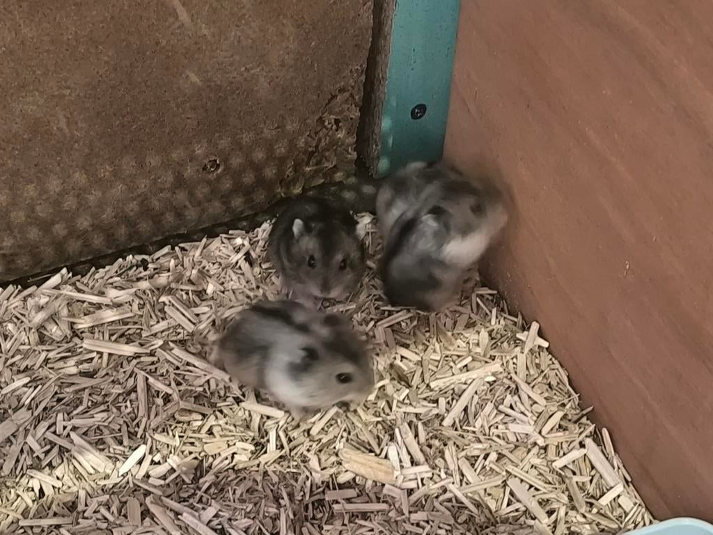 Russische dwerghamstertjes, Hamster, Februari, Meerdere dieren, Tam