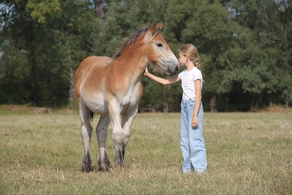 trekpaard, Dieren en Toebehoren, Hengst, Met stamboom