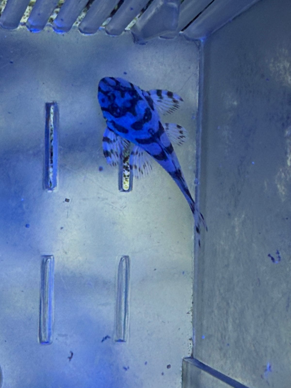 L236SW jongen hypancistrus