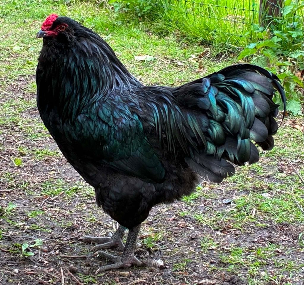 Ameraucana haan, Mannelijk, Kip