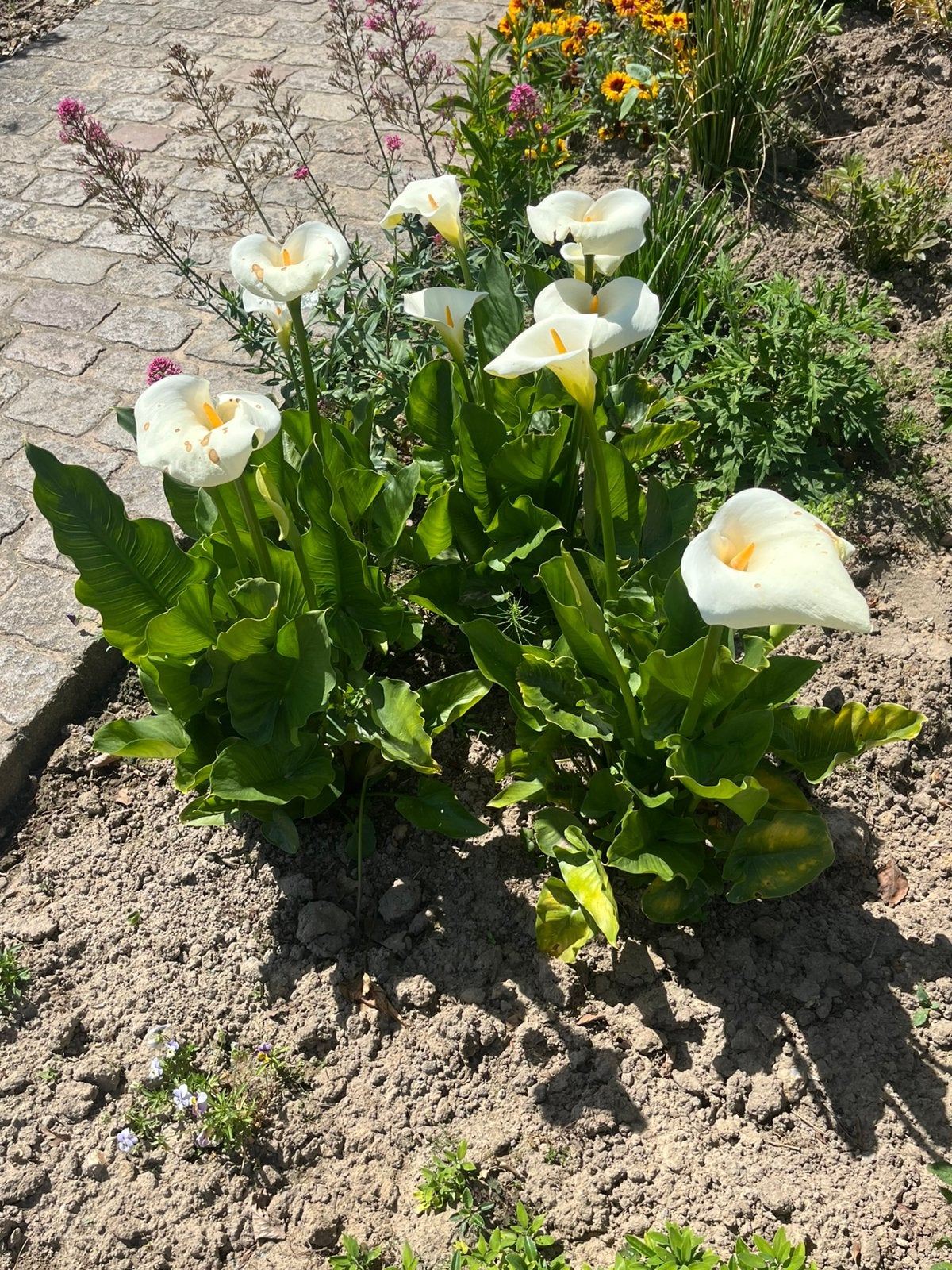 Aronskelk, Tuin en Terras, Planten | Struiken en Hagen, Ophalen