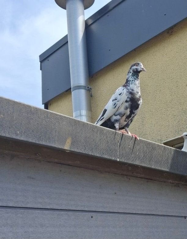 Sierduif mannetje