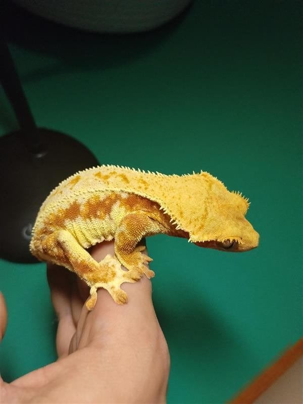 Proven Female Tricolor Lilly White Crested Gecko | 3 Jaar, Hagedis, Met terrarium, 3 tot 6 jaar