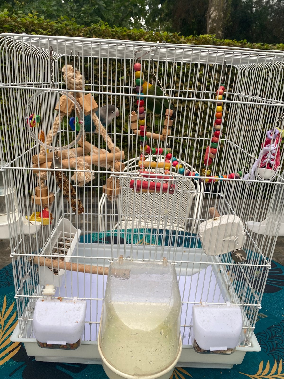 Couple d’inséparables avec cage, Animaux & Accessoires, Enlèvement, Comme neuf