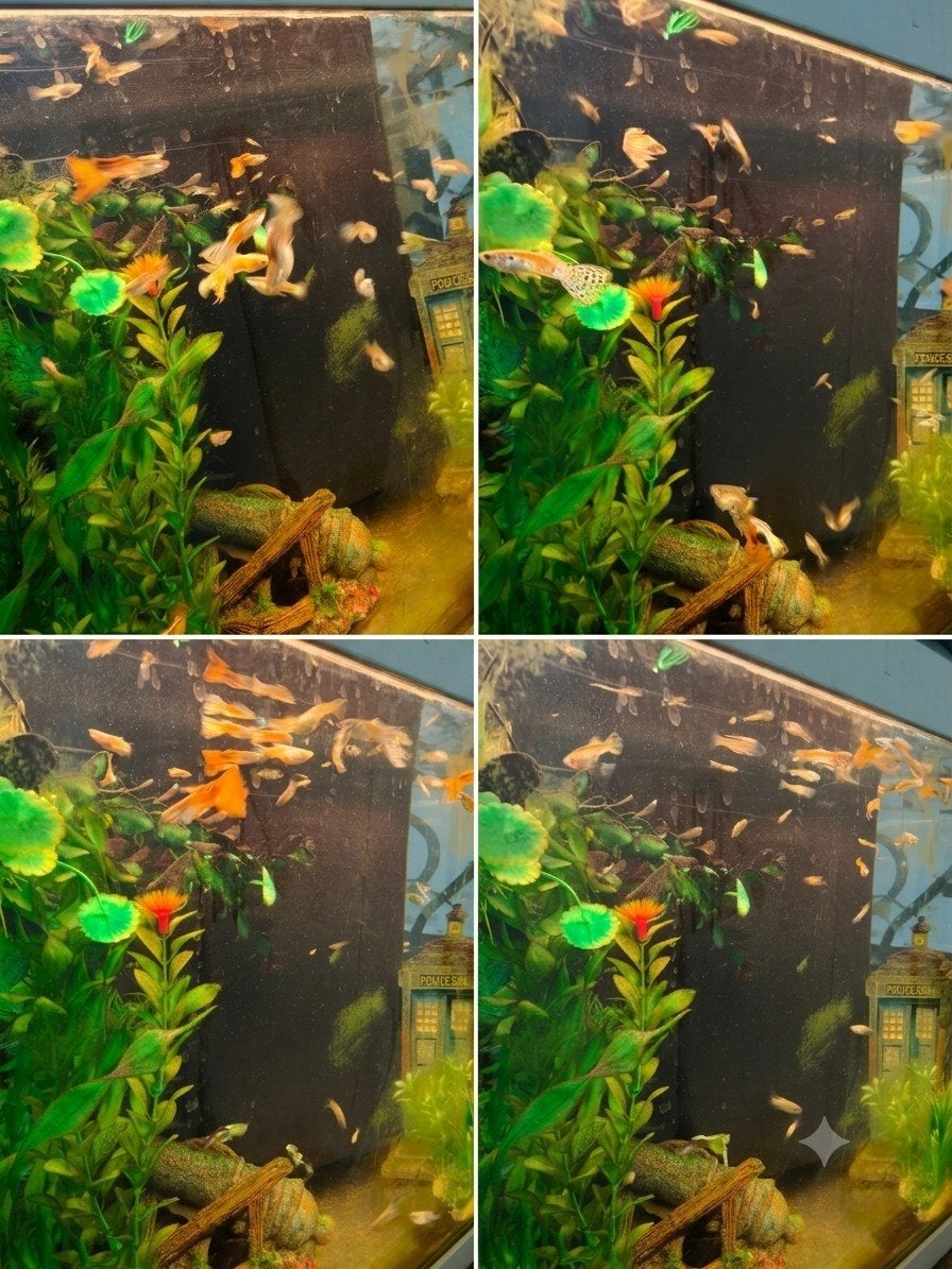 jonge guppys te koop, Dieren en Toebehoren