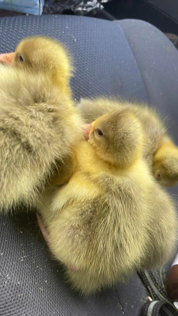 Ganzen, Dieren en Toebehoren