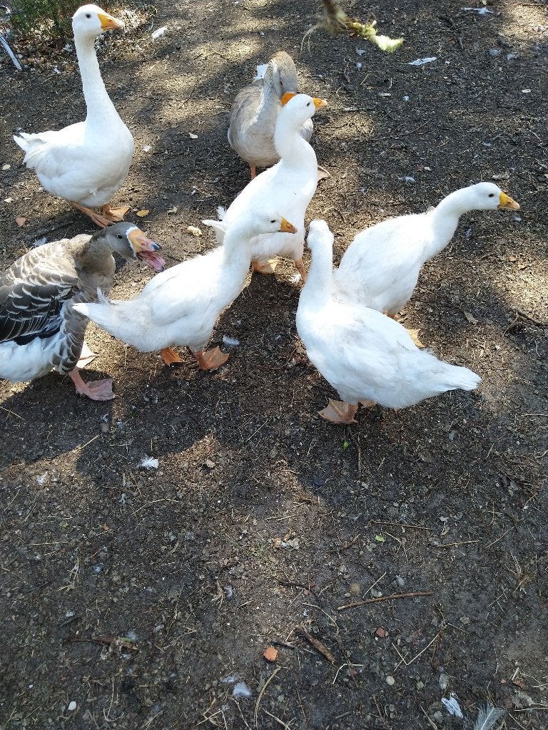 ganzen, Dieren en Toebehoren, Mei, Geslacht onbekend