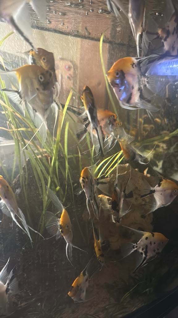 Maanvissen +10cm, Dieren en Toebehoren, Vissen | Aquariumvissen, Vis, Zoetwatervis, Schoolvis