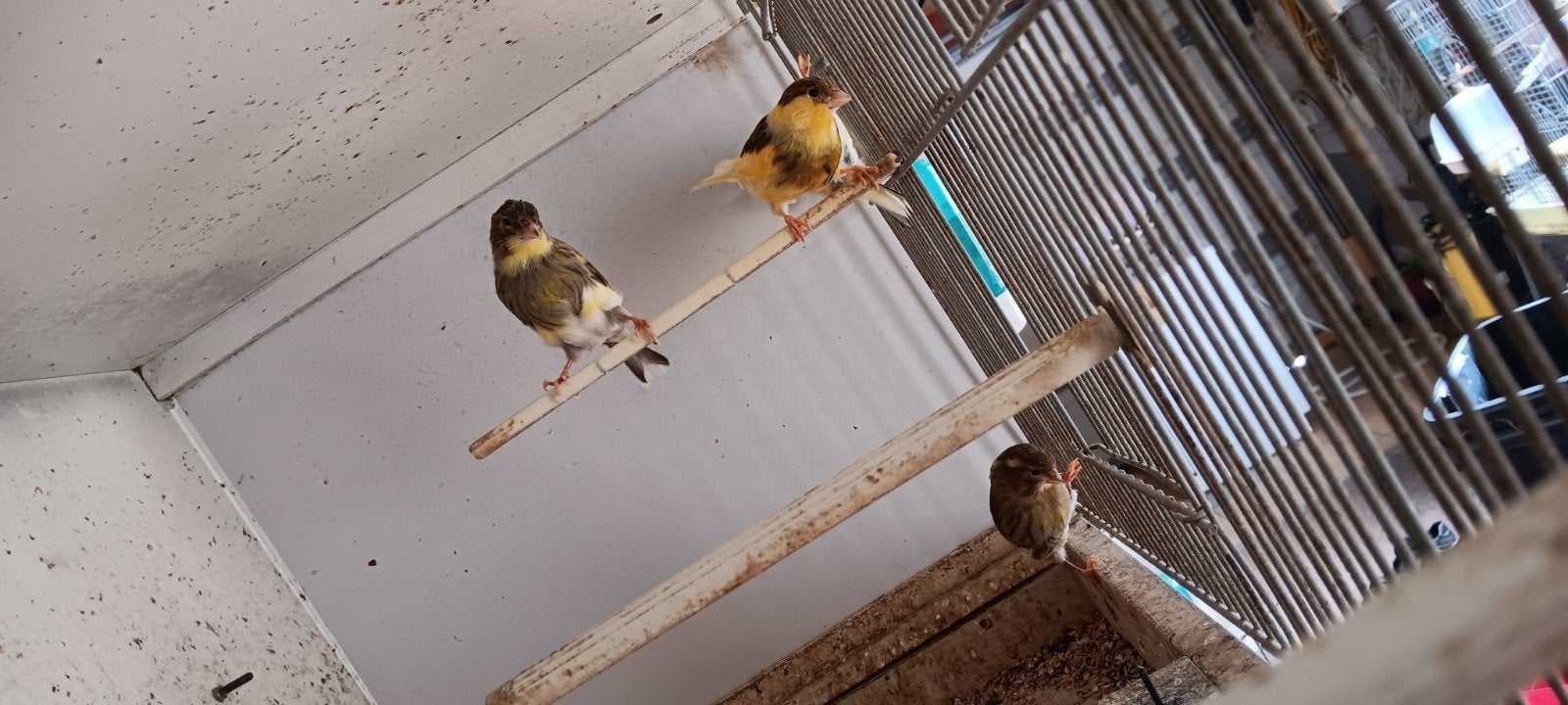 jonge kanarie's, Dieren en Toebehoren