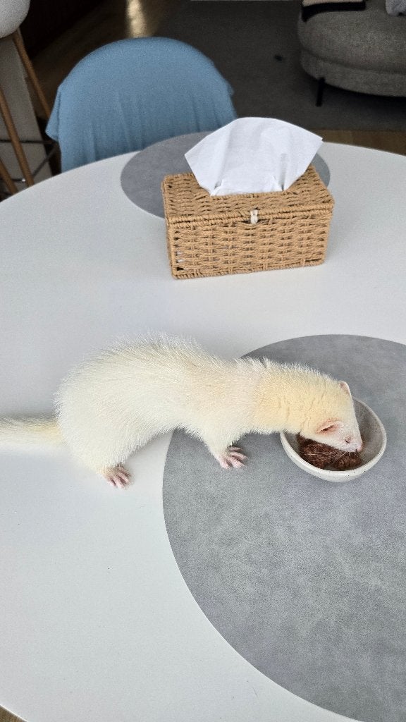 Fretje, Animaux & Accessoires, Juillet, Femelle, Furet