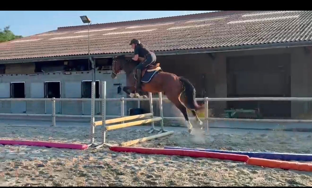 springpaard - 3 jaar - zadelmak - enorm veel vermogen, Vermifugé, Débourré, 160 à 165 cm, Étalon