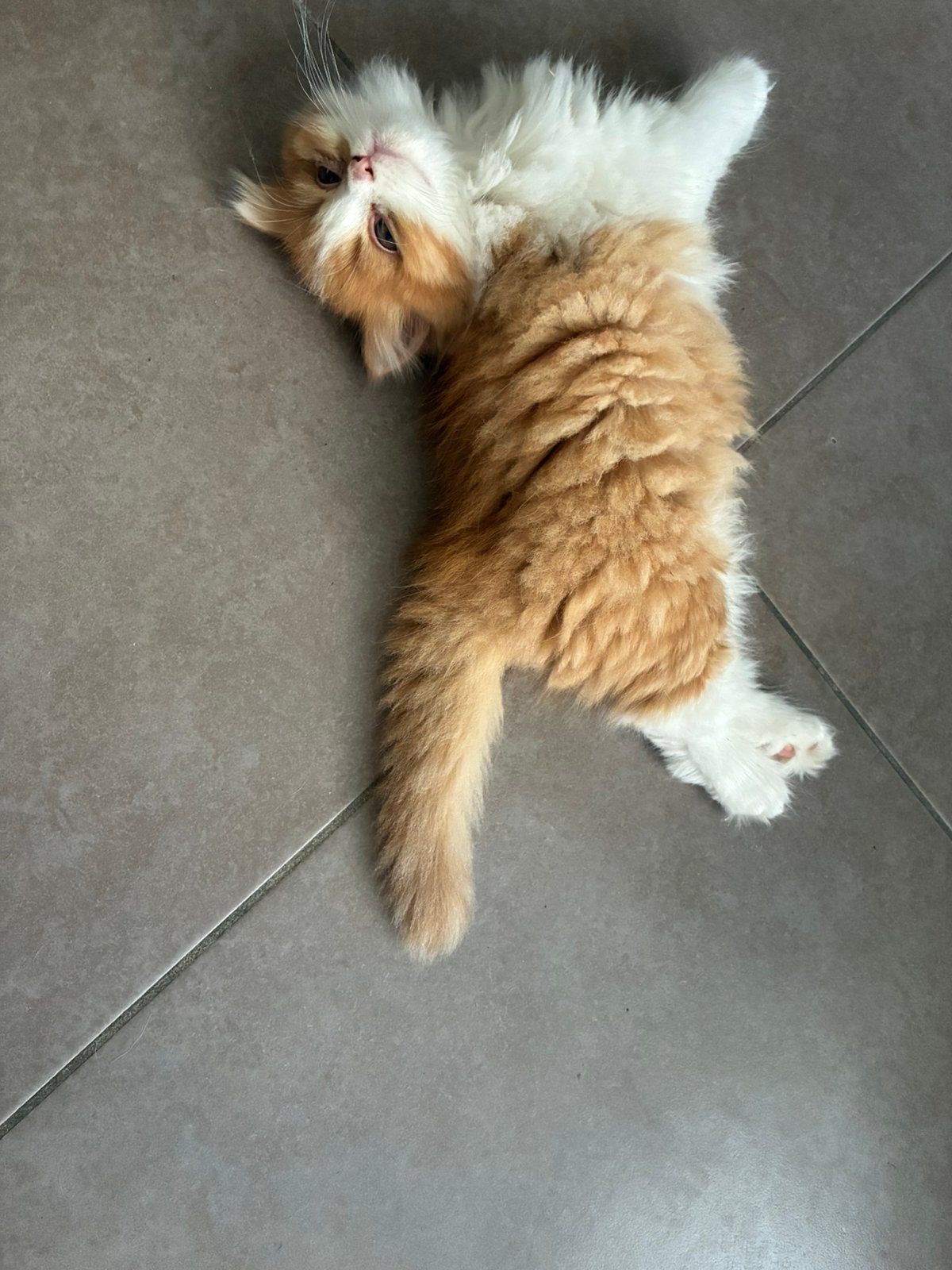 Super lief Brits langhaar katertje red bicolor, Kater, Met stamboom, 0 tot 2 jaar