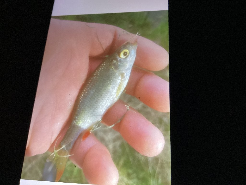 Voorn, Animaux & Accessoires, Poissons | Poissons d'étang, Autres espèces