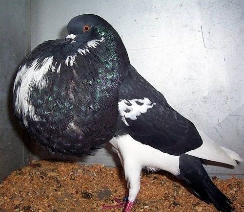 Norwich duiven gezocht, Dieren en Toebehoren, Kropper
