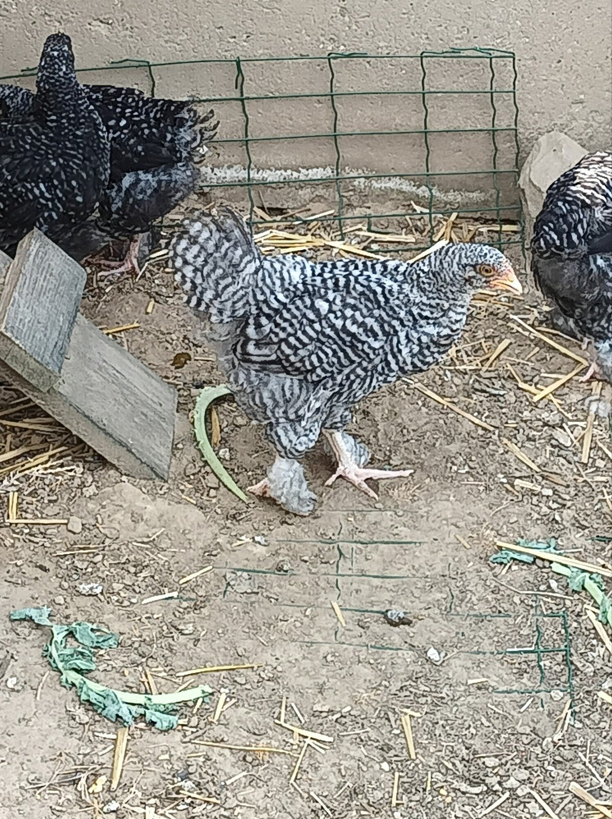 Mechelse koekoek haantje, Dieren en Toebehoren, Pluimvee, Mannelijk, Kip