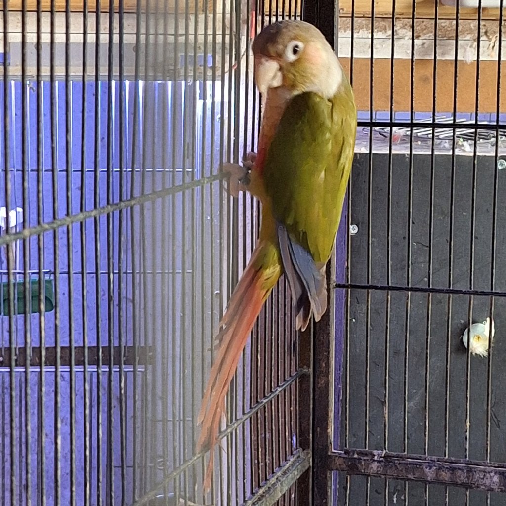 pyrrhura pineapple split sunsheek 70euro, Plusieurs animaux, Perruche, Bagué