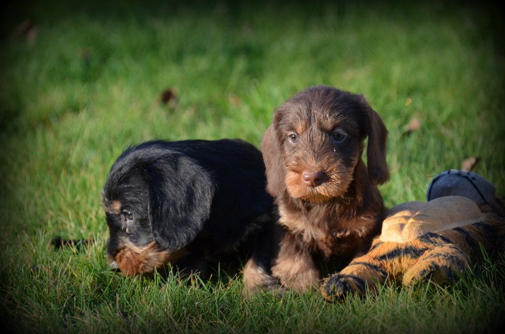 ruwharige Teckel pups, Dieren en Toebehoren, België, CDV (hondenziekte), 8 tot 15 weken, Dwerg