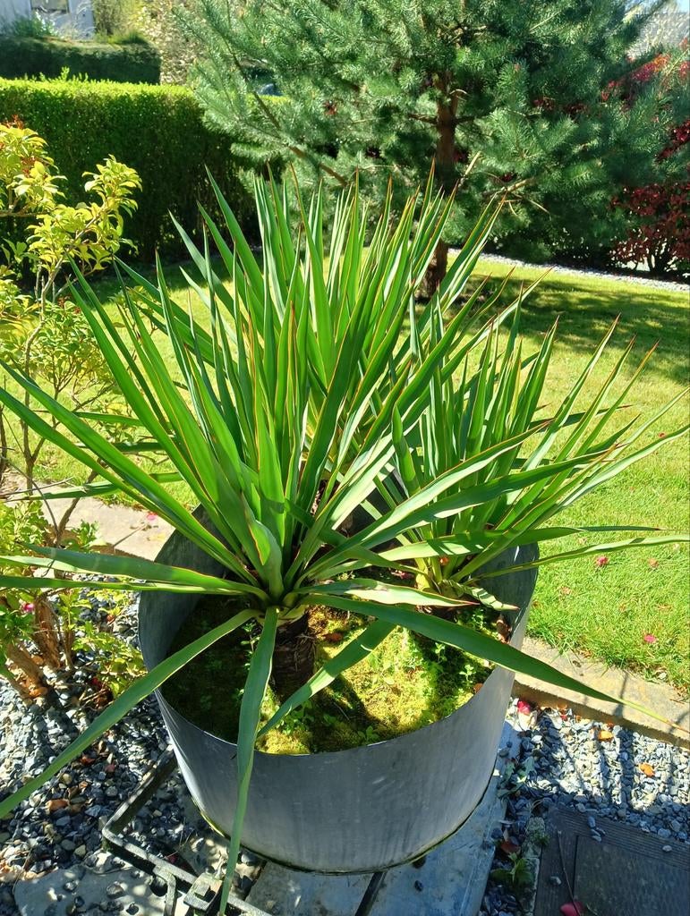 Plantes, Enlèvement
