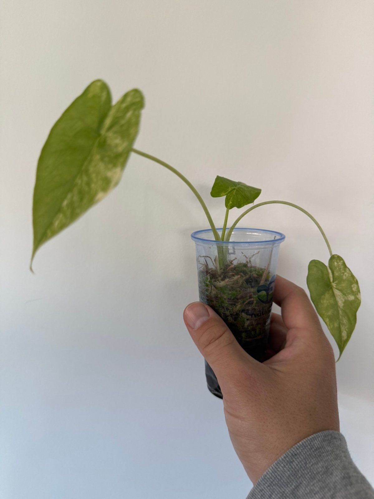 Alocasia Gageana Variegata Aurea op spagnum, Huis en Inrichting, Kamerplanten, Ophalen