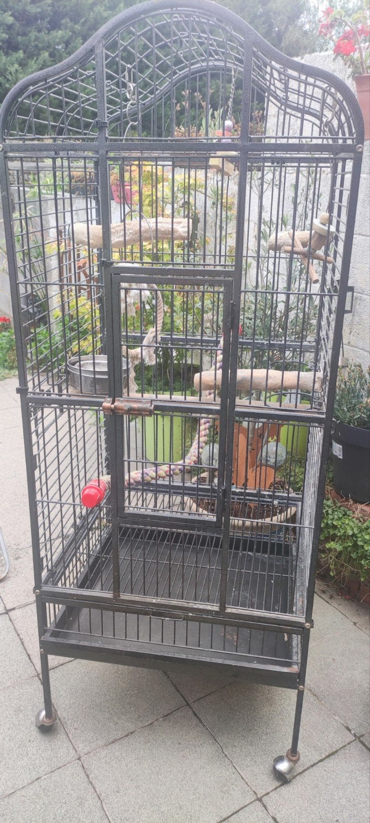 cage a perroquet, Enlèvement