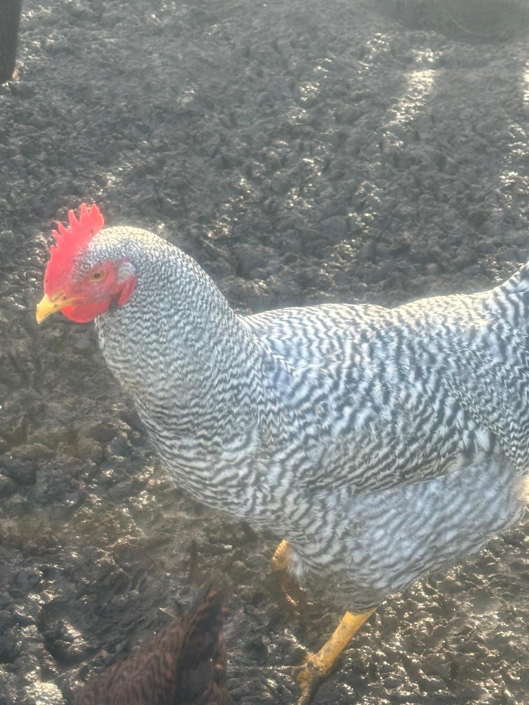 Amrock ruilen, Dieren en Toebehoren, Pluimvee, Mannelijk, Kip