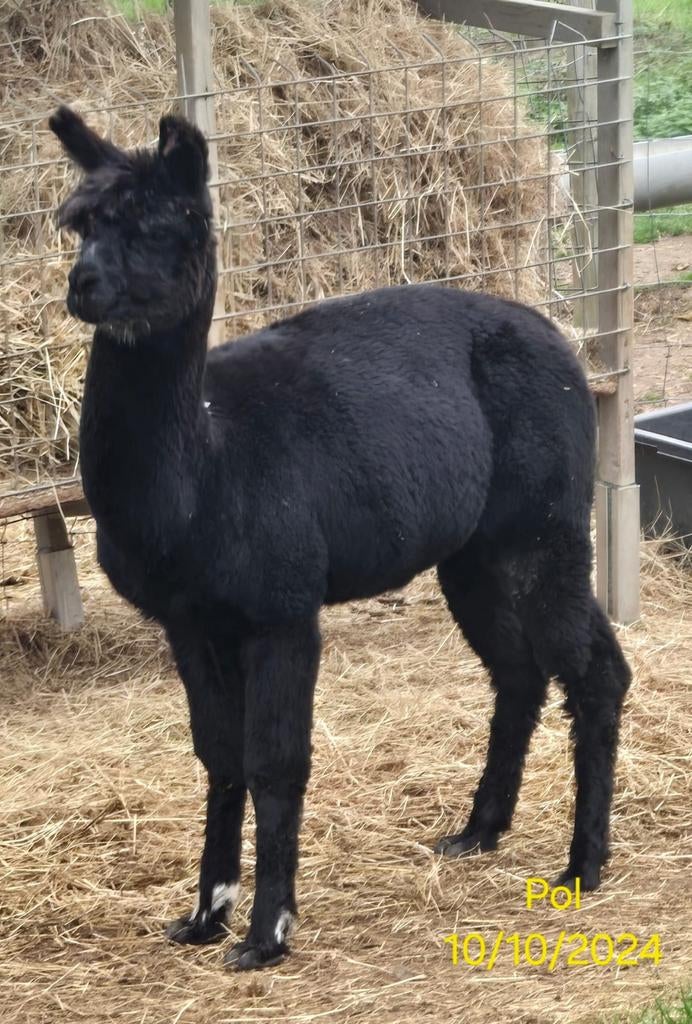 Alpaca hengst, Dieren en Toebehoren, Oktober, Mannelijk