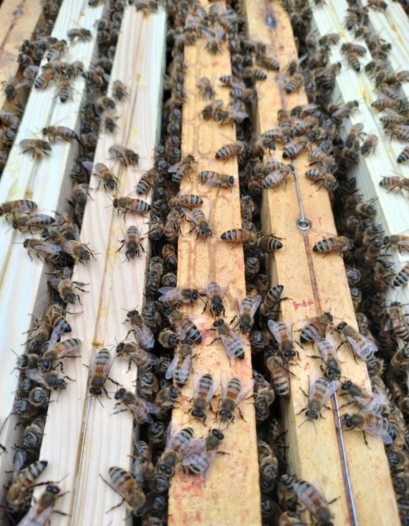 Bijenvolkeren Buckfast op Dadant, Mei, Meerdere dieren