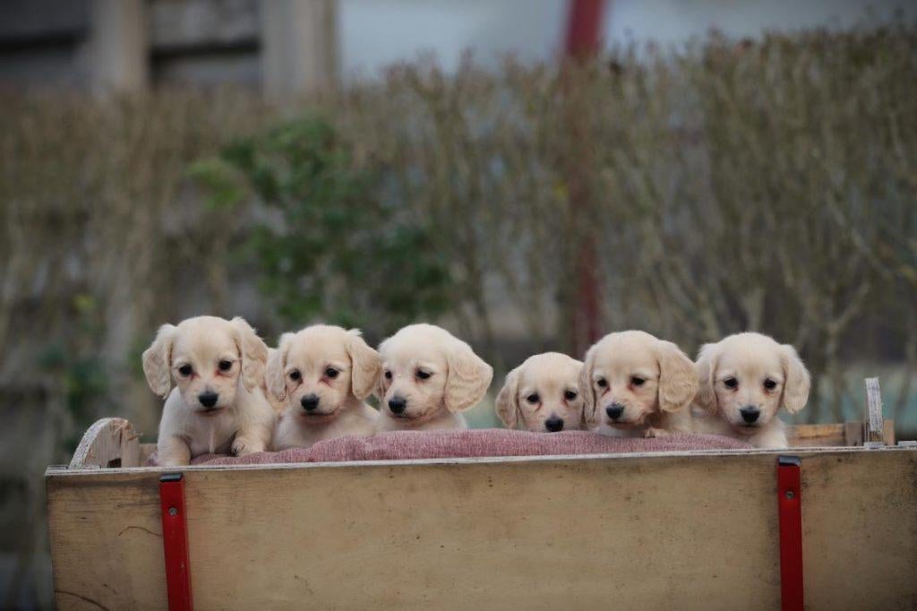 Cremekleurige langharige dwergteckeltjes, Dieren en Toebehoren, Honden | Teckels en Dashonden, Parvo, België, 8 tot 15 weken, Dwerg