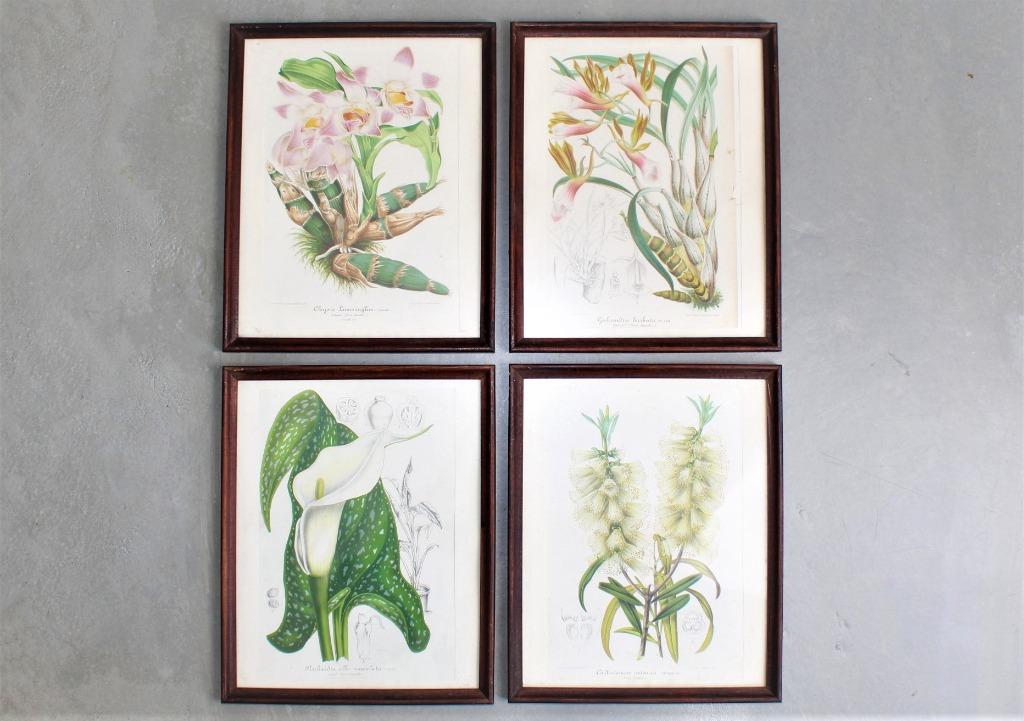 un lot de 4 lithos de plantes, vers 1850, Enlèvement ou Envoi