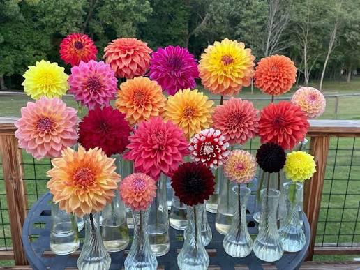 Mooie dahlia knollen