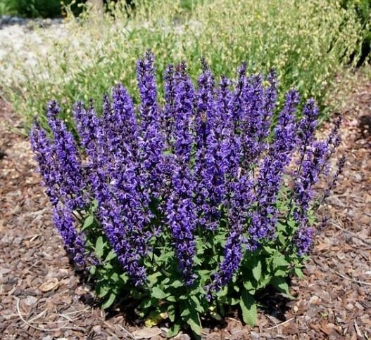 Zaden van Salvia Superba   oogst 2025, Tuin en Terras, Ophalen of Verzenden, Gehele jaar, Zaad