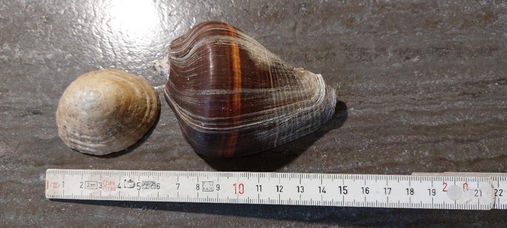 Melongena patula Abalone Helmschelp Melo Melo Imperialis, Ophalen of Verzenden, Schelp(en)