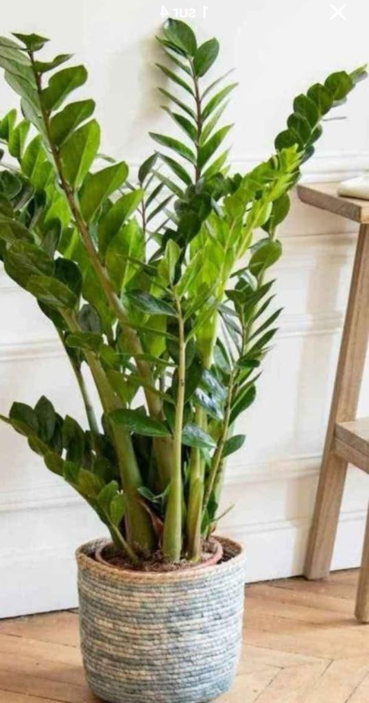 Zamioculcas, Huis en Inrichting, Ophalen