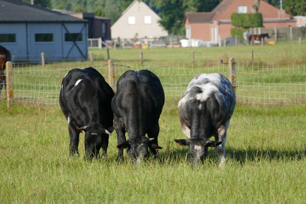 4 Kalfvaarzen begin april uitgerekend VERKOCHT, Dieren en Toebehoren, Vrouwelijk, 0 tot 2 jaar