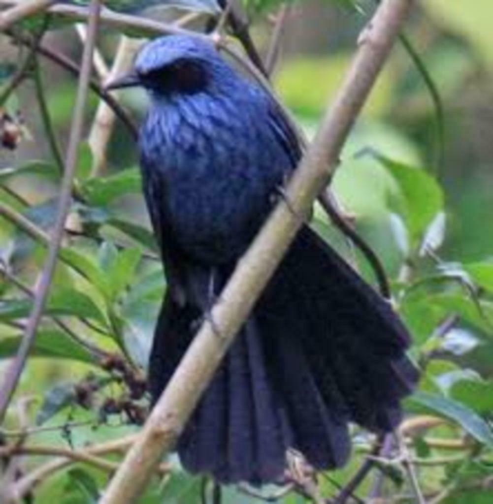 Blauwe spotlijster Vrouw, Vrouwelijk, Tropenvogel, Tam