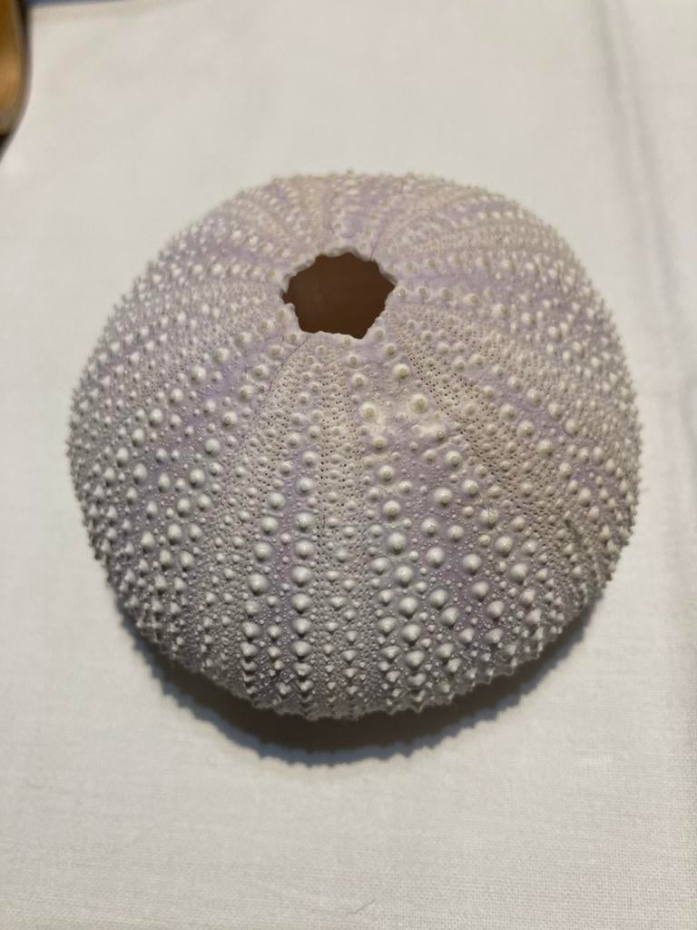 Zee eigel skelet  - 3 mooie stukken, Ophalen of Verzenden