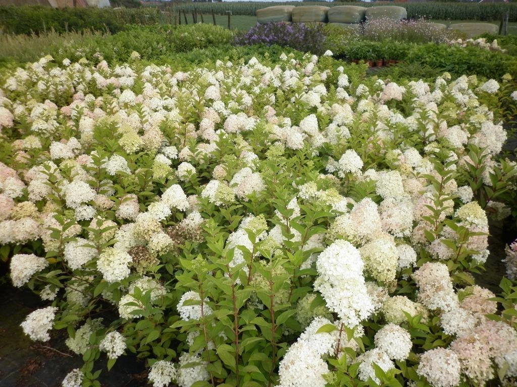 pluimhortensia's in soorten, Tuin en Terras, Vaste plant, Halfschaduw, Zomer, Ophalen