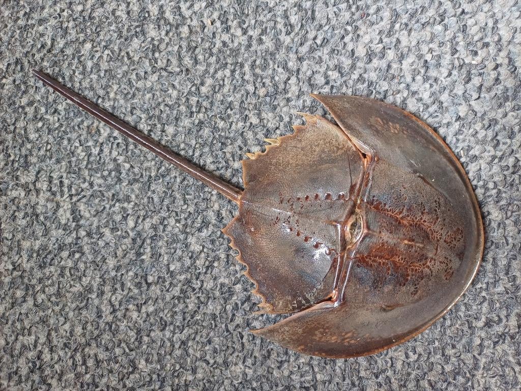 Crabe fer à cheval - taxidermie, Enlèvement ou Envoi, Utilisé, Reptile ou Amphibien, Animal empaillé
